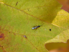 Orthocentrinae