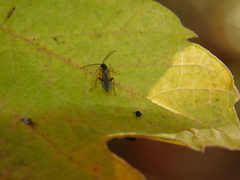 Orthocentrinae