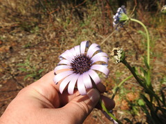 Dimorphotheca spectabilis