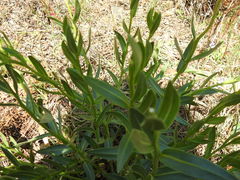 Dimorphotheca spectabilis