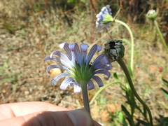 Dimorphotheca spectabilis