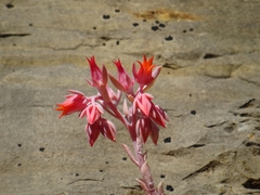 Echeveria runyonii