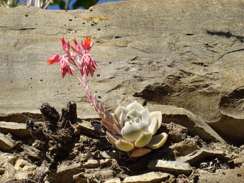 Echeveria runyonii