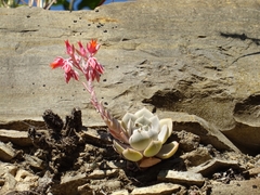 Echeveria runyonii