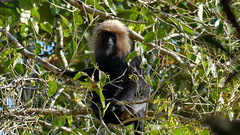 Semnopithecus johnii