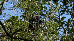 Semnopithecus johnii