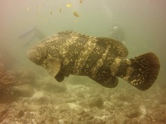 Pacific Goliath Grouper photo 2