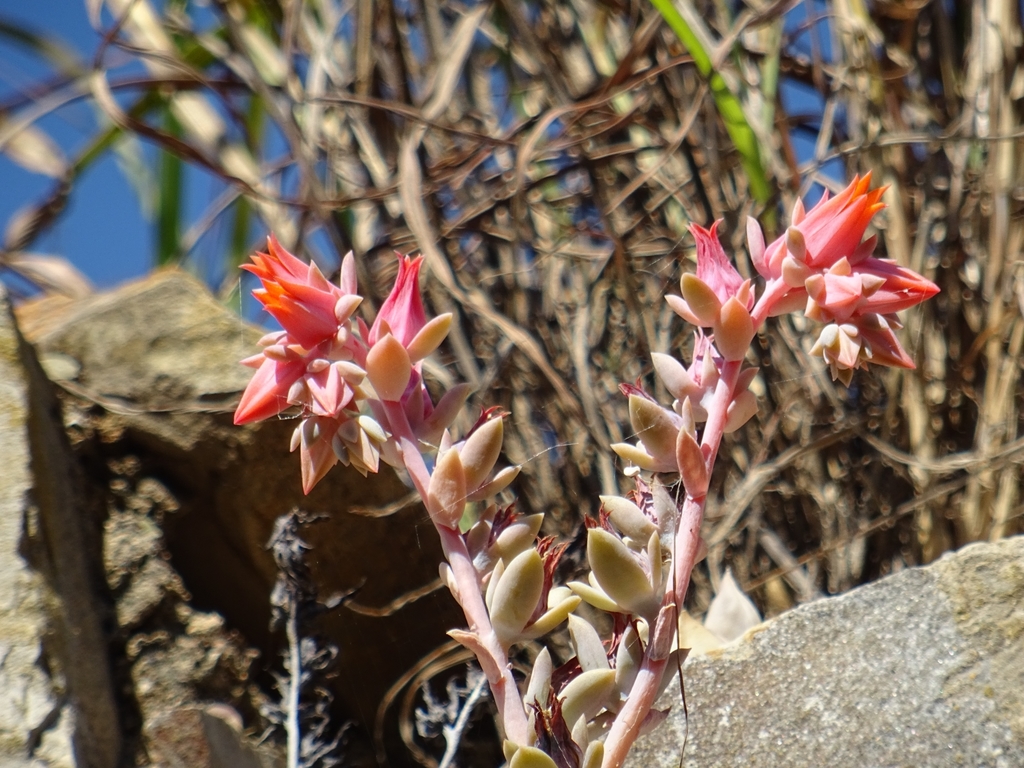 Echeveria runyonii