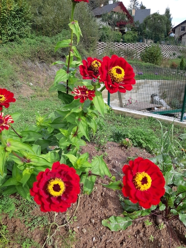 cínia pôvabná (Zinnia elegans)
