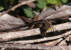 Liolaemus cyanogaster