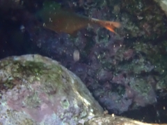 Pempheris rhomboidea