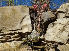 Echeveria runyonii