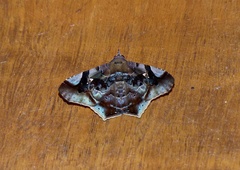 Euclystis guerini