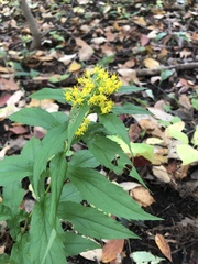 Solidago