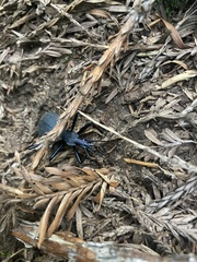 Scaphinotus angusticollis