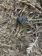 Scaphinotus angusticollis