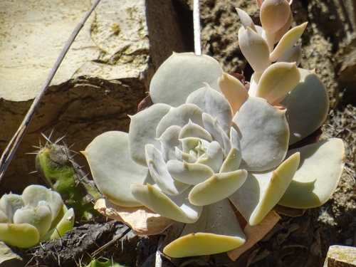 Echeveria runyonii