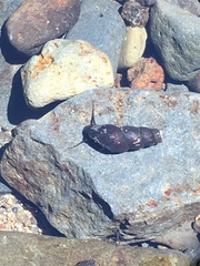 Juga plicifera