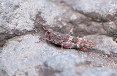 Trimerotropis ochraceipennis