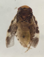 Synaptonecta issa