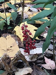 Maianthemum racemosum