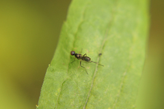 Nemopoda