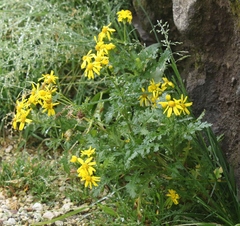 Senecio squalidus rupestris