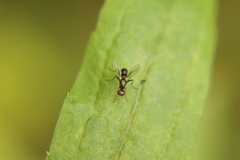 Nemopoda
