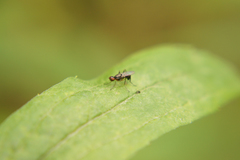 Nemopoda
