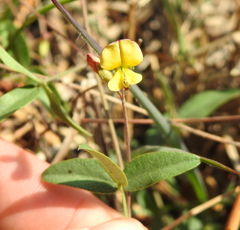 Rhynchosia totta