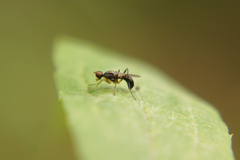 Nemopoda