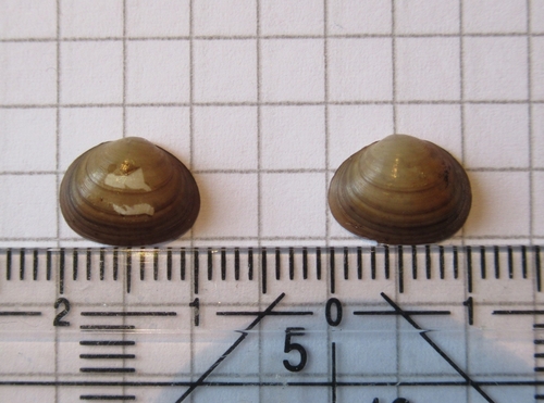 European Fingernail Clam