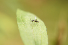 Nemopoda