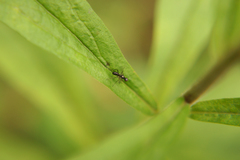 Nemopoda