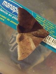 Ophisma