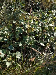 Xanthium strumarium canadense