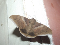 Ophisma