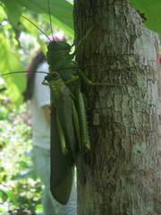 Tropidacris cristata grandis