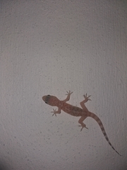 Hemidactylus turcicus