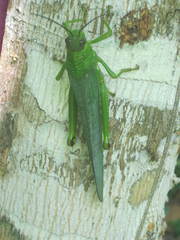 Tropidacris cristata grandis