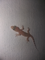 Hemidactylus turcicus