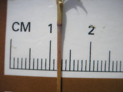 Muhlenbergia sylvatica