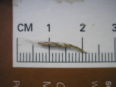 Muhlenbergia sylvatica