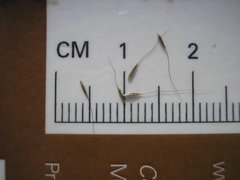 Muhlenbergia sylvatica