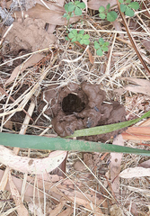 Parastacus pugnax