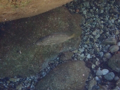 Epinephelus costae