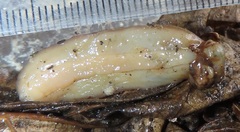 Laevicaulis natalensis