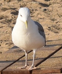 Larus cachinnans