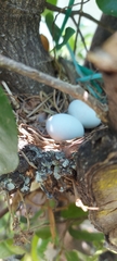Columbina talpacoti