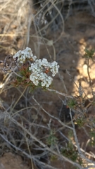 Eriogonum microtheca simpsonii